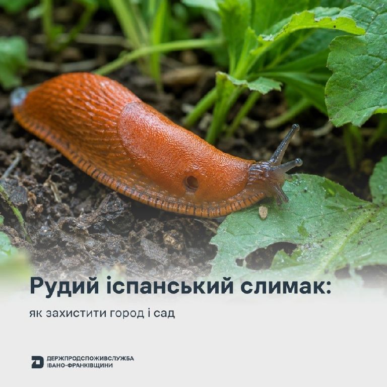 Рудий іспанський слимак: як захистити город і сад