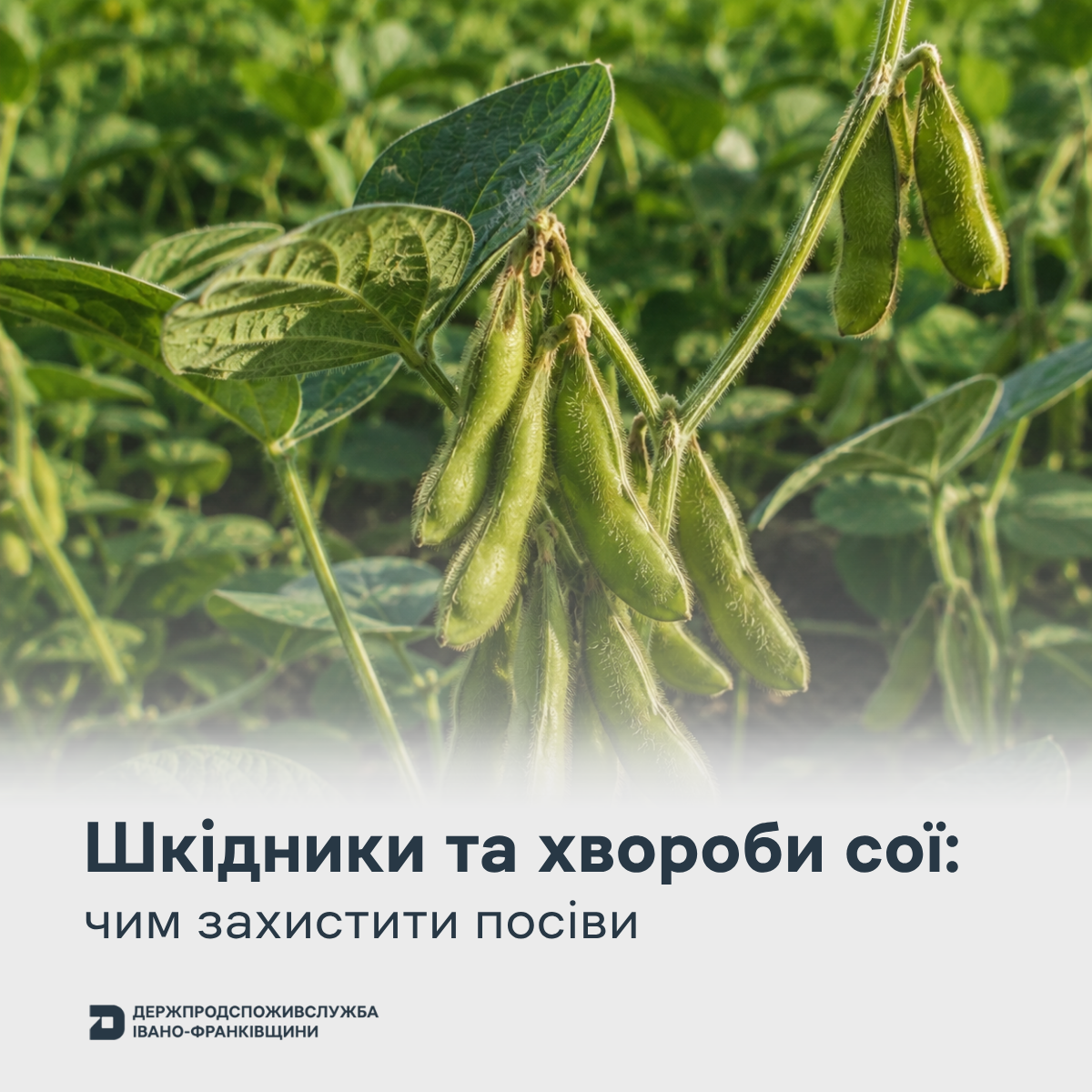 На посівах сої зростає активність павутинного кліща та поширюються хвороби: аграріям радять не зволікати із захистом